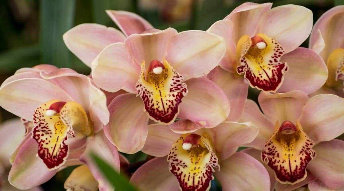 兰属Cymbidium spp.（蕙兰Cymbidium Orchids）