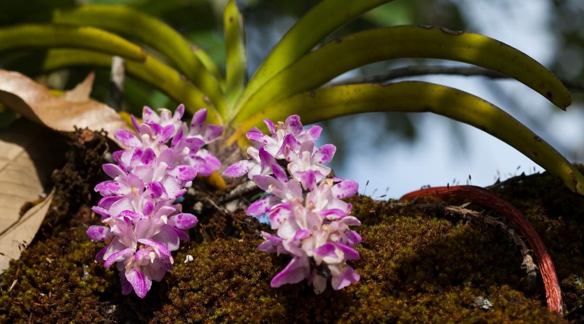 多花指甲兰Aerides multiflora（粉色狐尾兰Pink Foxtail Orchid）