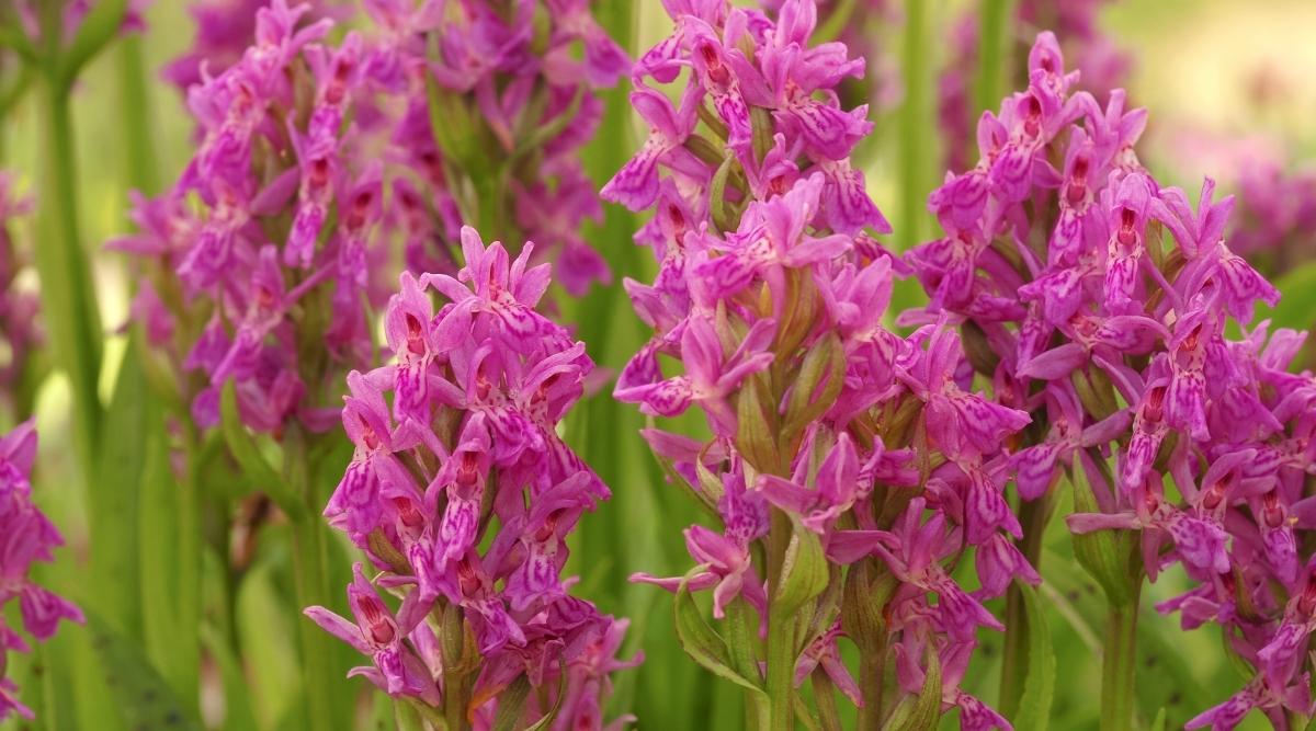 掌裂兰属Dactylorhiza spp.（沼泽兰Marsh Orchids）