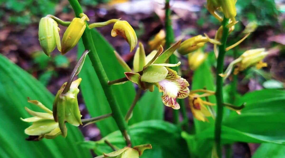 腻根兰Aplectrum hyemale（Putty Root Orchid）