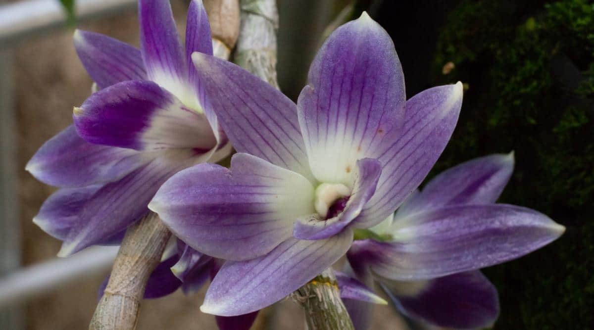 蓝花距囊石斛Dendrobium victoriae-reginae（维多利亚女王蓝兰花Queen Victoria Blue Orchid）