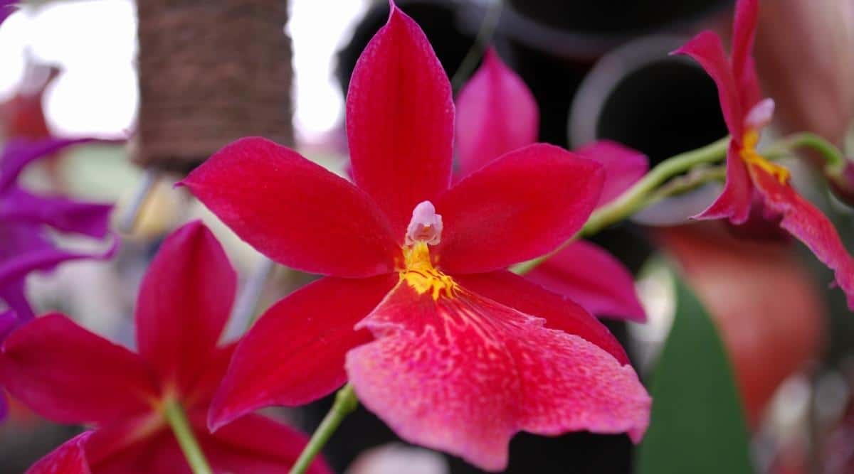 绯红贞兰Cattleya coccinea（Scarlet Cattleya Orchid）