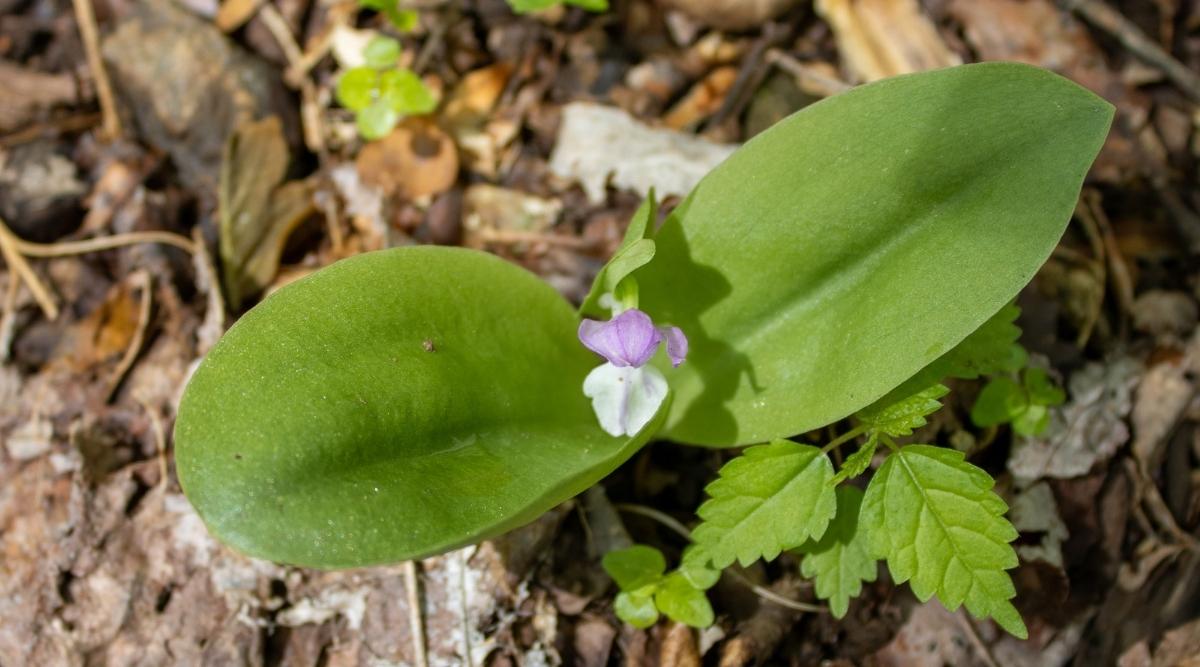 盔花兰Galearis spectabilis（Showy Orchid）