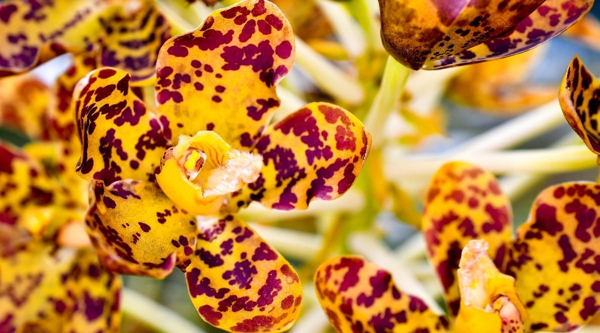 皇后兰Grammatophyllum speciosum（虎秀兰Showy Tiger Orchid）