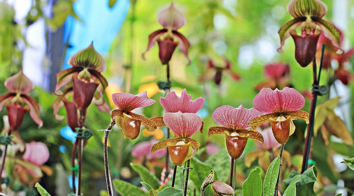 兜兰Paphiopedilum spp.（Slipper Orchid）