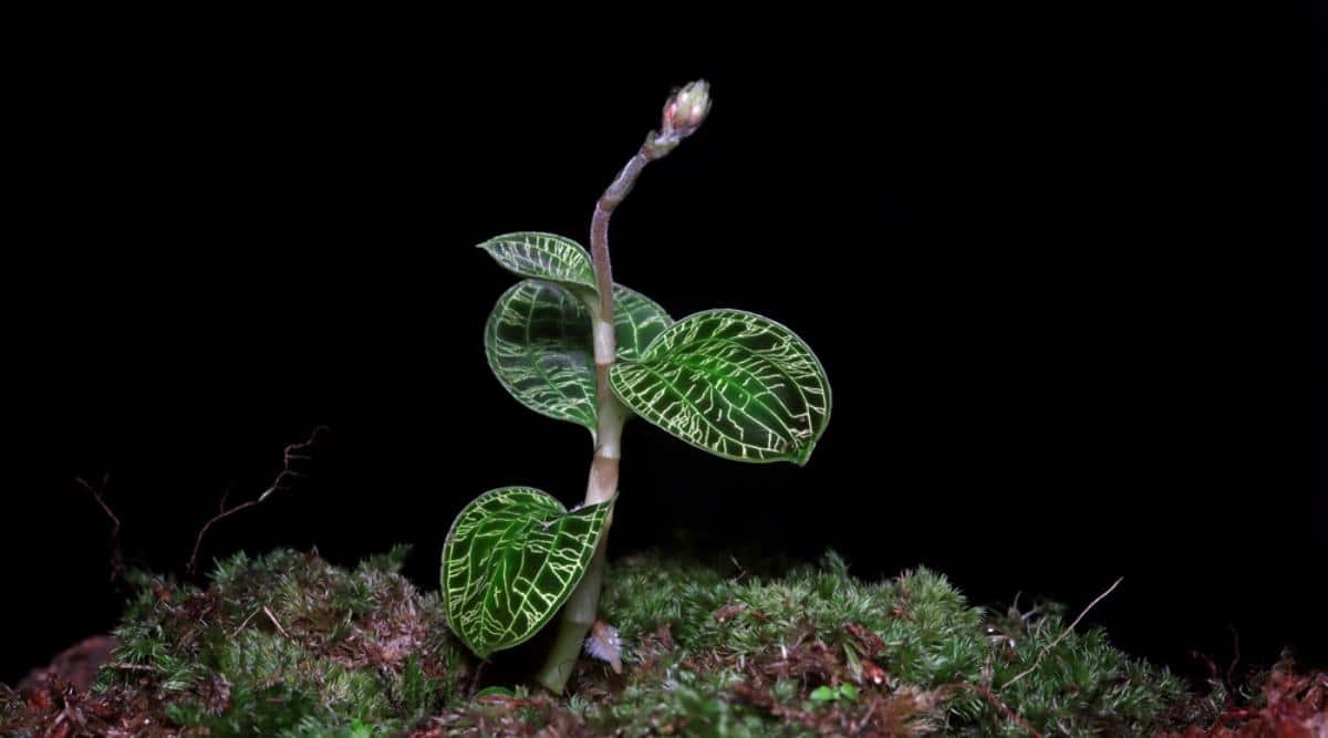 笼纹兰Macodes petola（闪闪发光的宝石兰Sparkling Jewel Orchid）