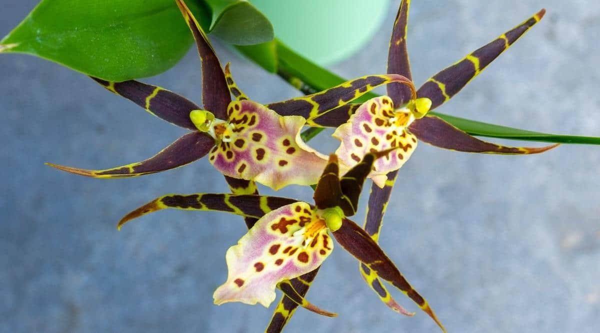 长萼兰Brassia spp.（蜘蛛兰Spider Orchid）