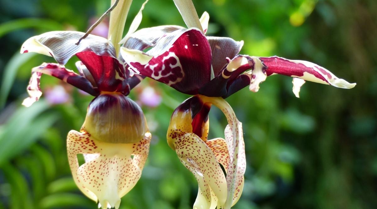 虎斑奇唇兰Stanhopea tigrina（斑点牛兰Spotted Bull Orchid）