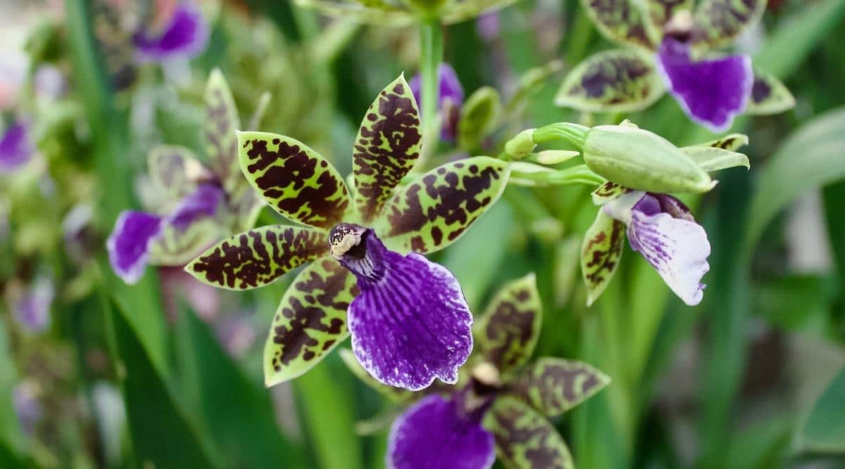 轭瓣兰Zygopetalum maculatum（斑猫山兰花Spotted Cat of the Mountain Orchid）