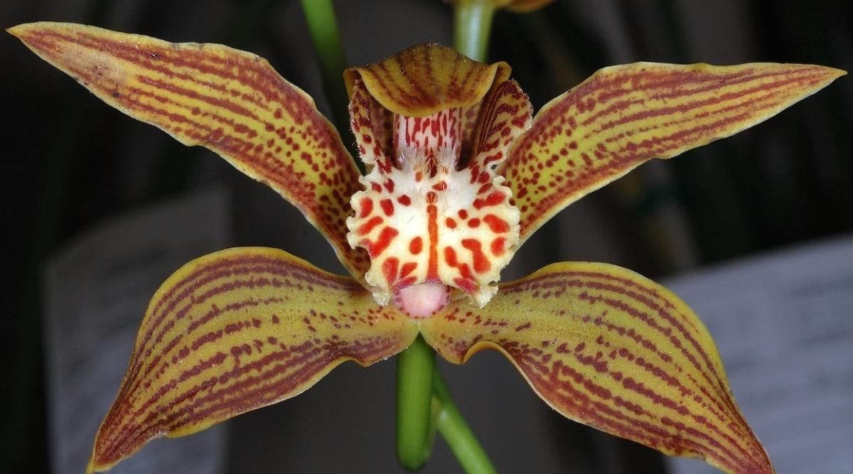 黄蝉兰Cymbidium iridioides（虎纹兰花Tiger-Stripe Orchid）