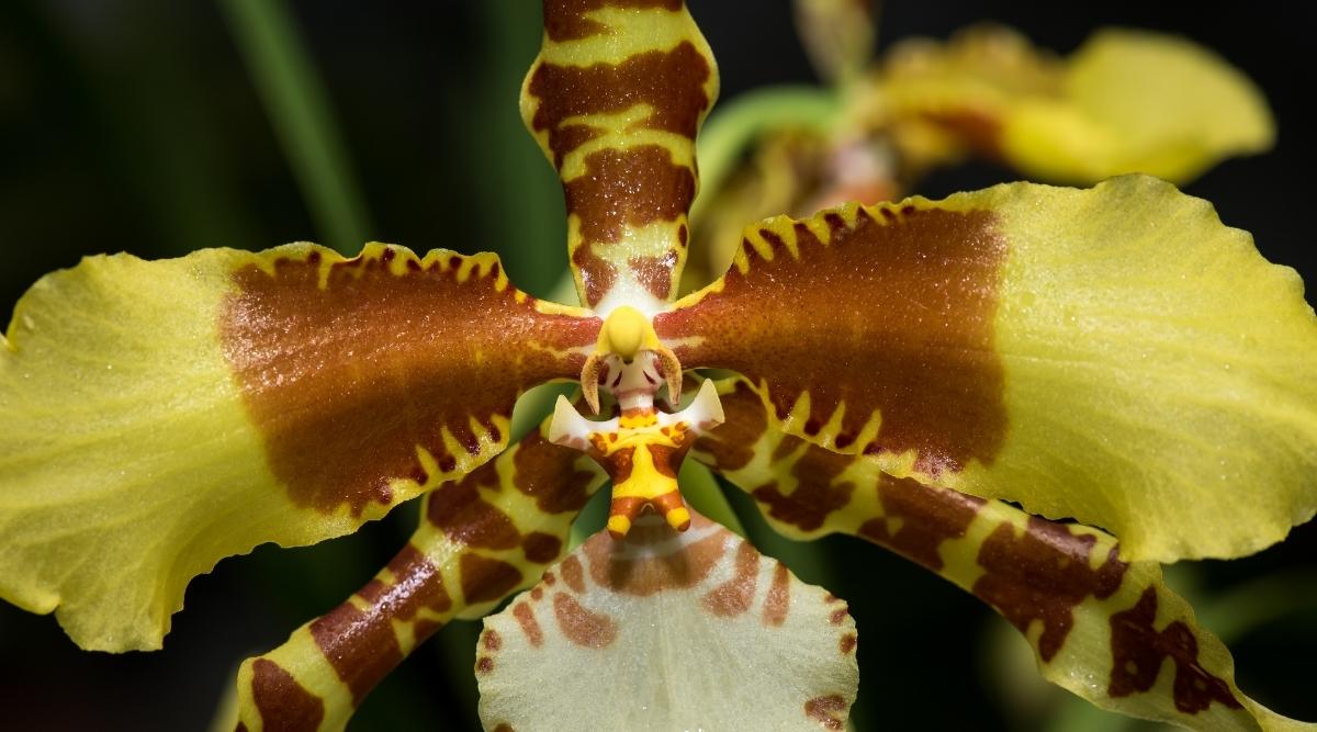 金虎兰Rossioglossum grande （虎口兰Tiger’s Mouth Orchid）