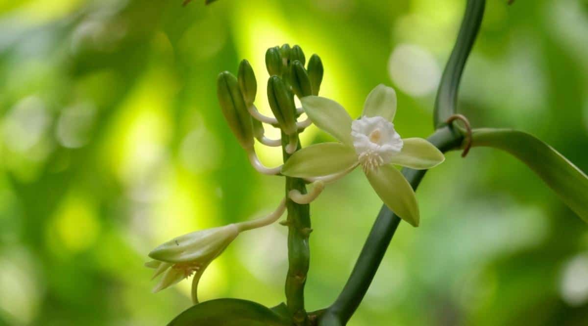 香荚兰Vanilla planifolia（Vanilla Orchid）