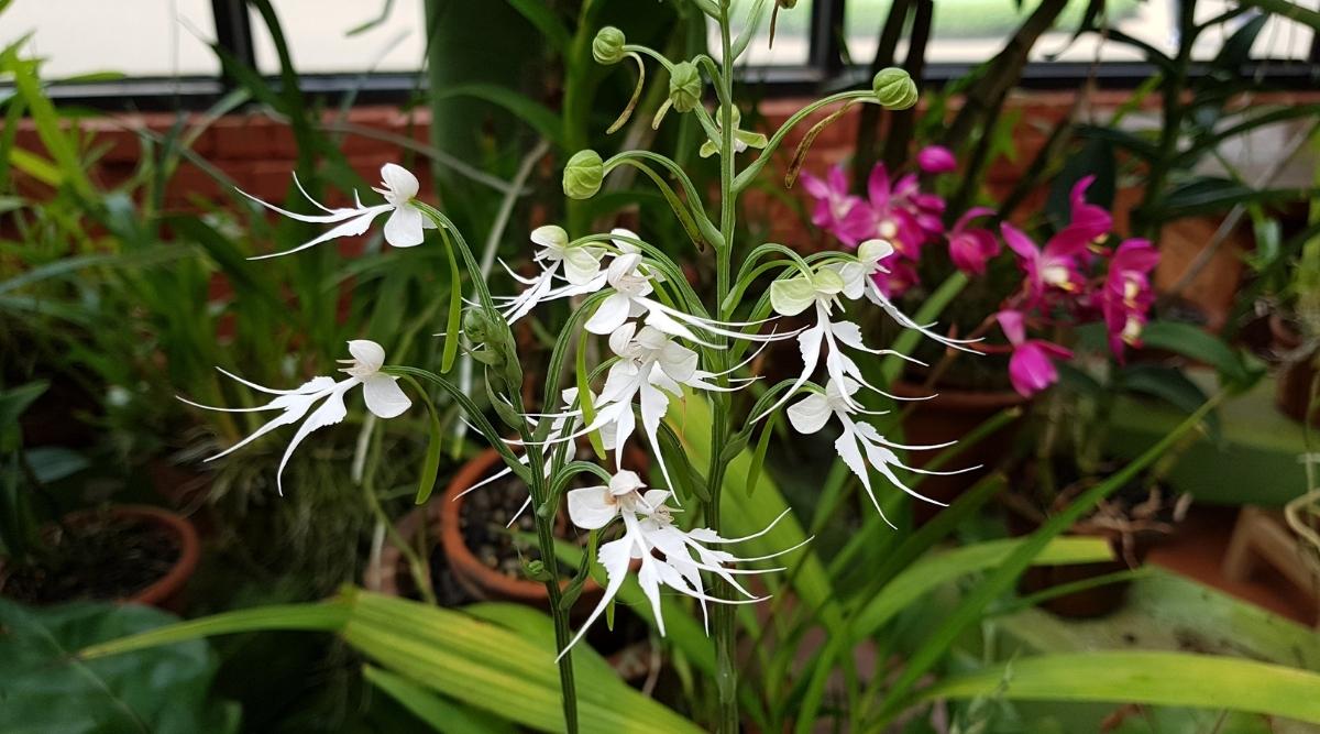 幽灵兰Dendrophylax lindenii（Ghost Orchid）