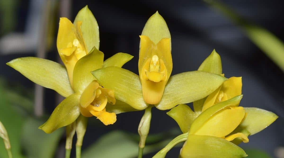 芳香薄叶兰Lycaste aromatica（肉桂兰Cinnamon Orchid）
