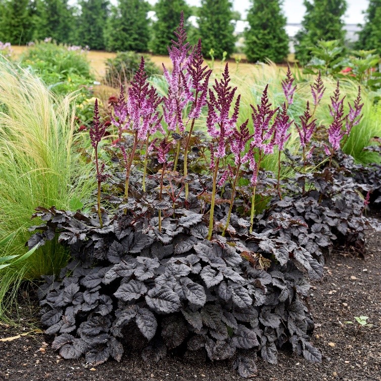 多年生植物：Astilbe Dark Side of the Moon