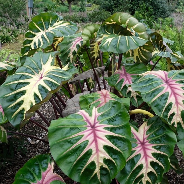 年度植物：Colocasia esculenta Royal Hawaiian Waikiki