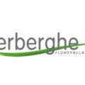 荷兰Verberghe Bloembollen花卉球茎