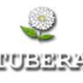 拉脱维亚Tubera大丽花苗圃