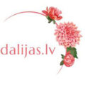 拉脱维亚Žvīgursalas大丽花苗圃