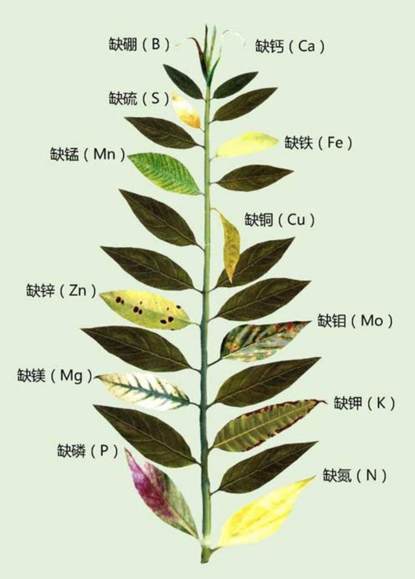 看图辨别植物营养缺乏症