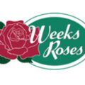 美国Weeks Roses玫瑰苗圃