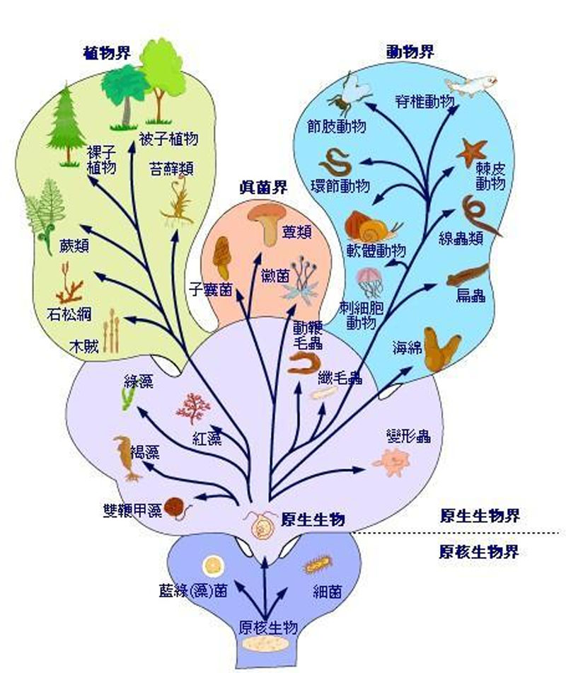 神秘的物种多样性和种群保护