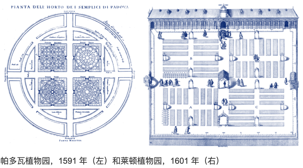 德国美因茨植物园60年历史展