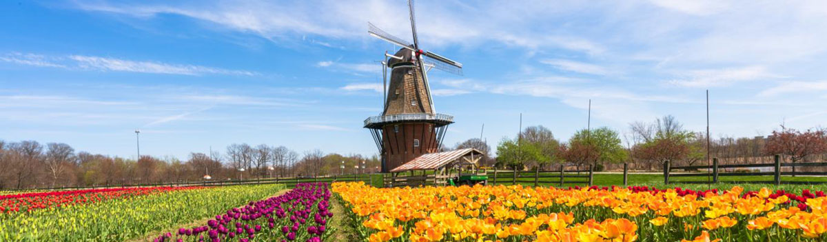 郁金香时间，美国 USA Tulip Time