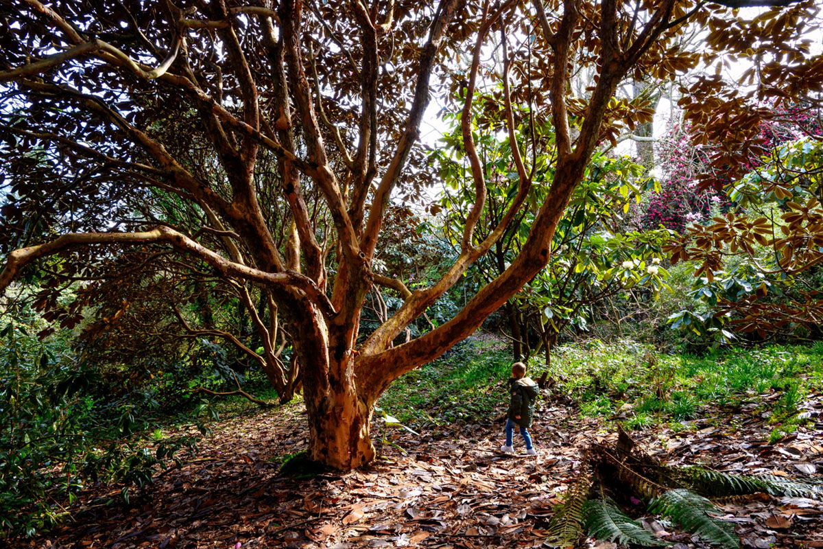 康格里夫山花园，爱尔兰 Mount Congreve Gardens, Ireland