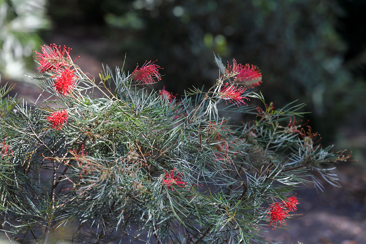 澳大利亚格雷维利亚公园 Illawarra Grevillea Park