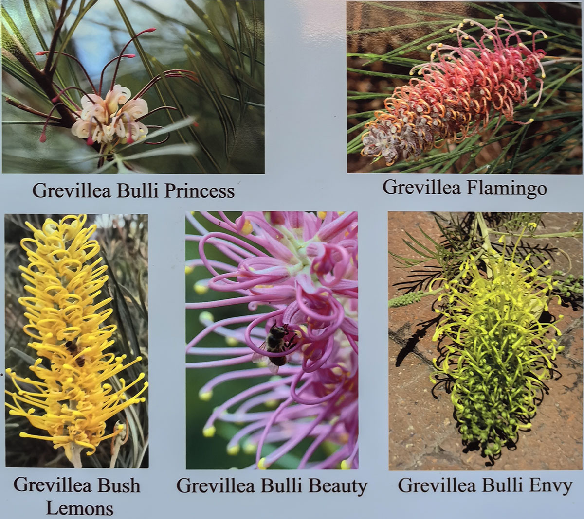 Grevillea