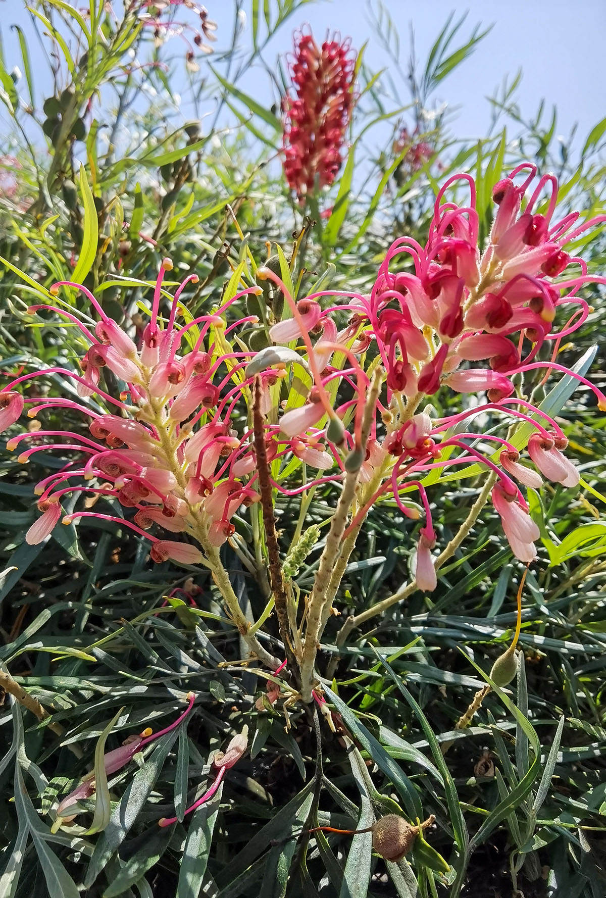 澳大利亚格雷维利亚公园 Illawarra Grevillea Park