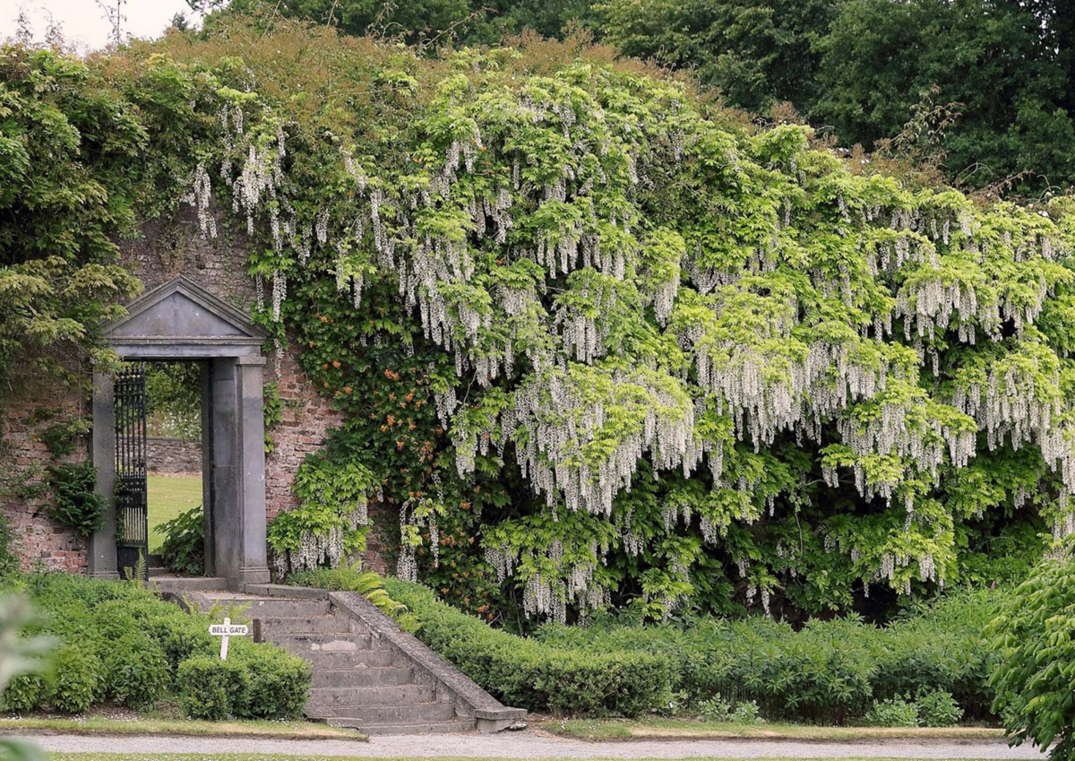 康格里夫山花园，爱尔兰 Mount Congreve Gardens, Ireland