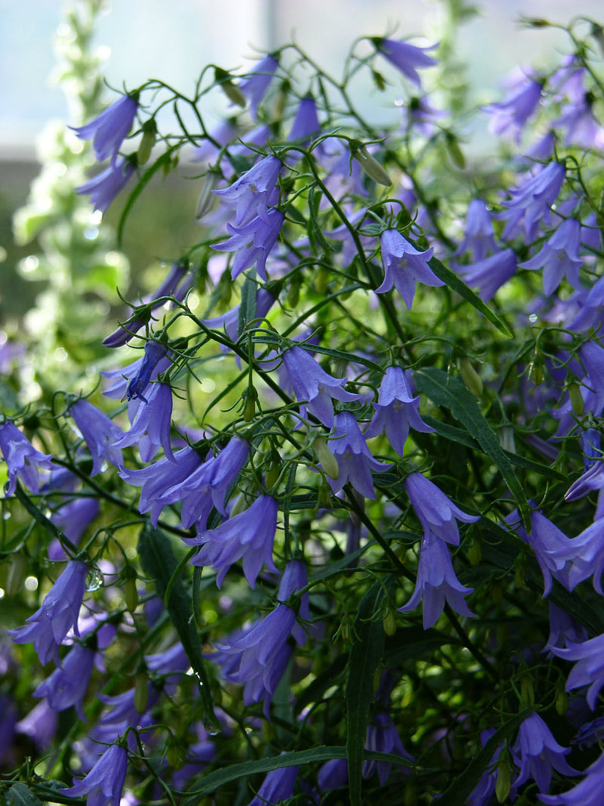瓦尔德斯坦风铃草（Campanula waldsteiniana）