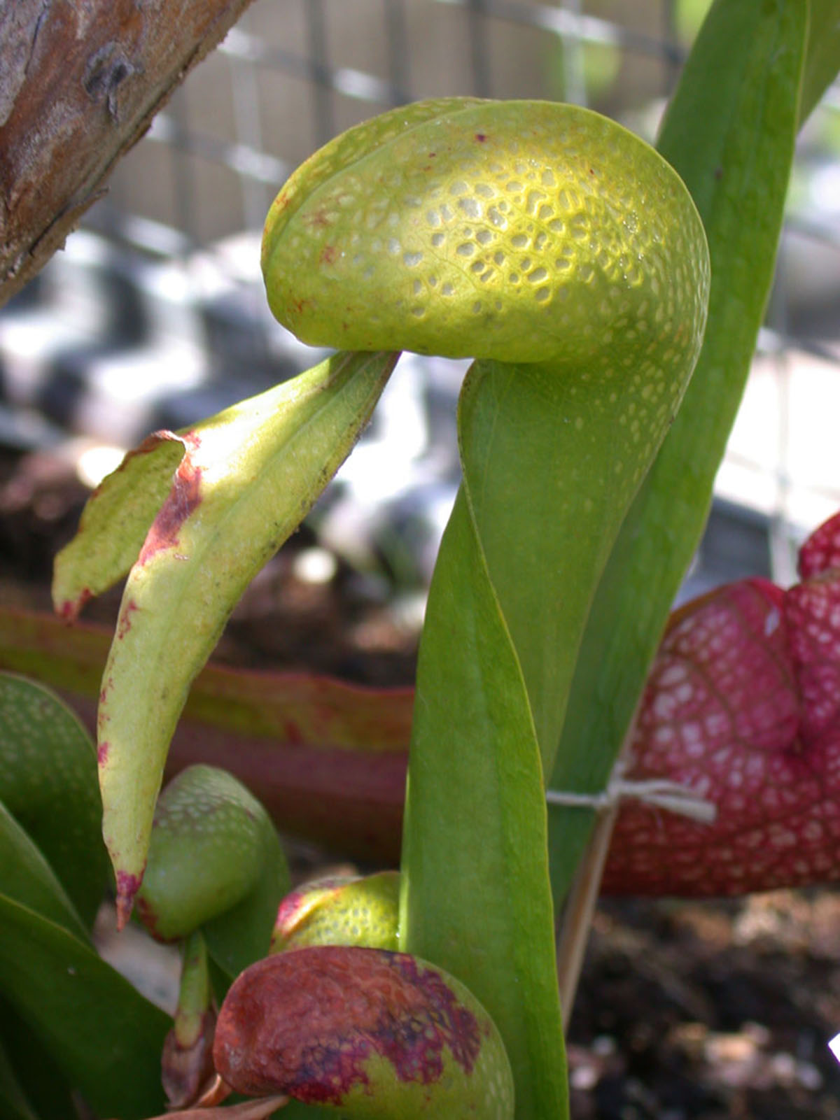 眼镜蛇瓶子草Darlingtonia californica