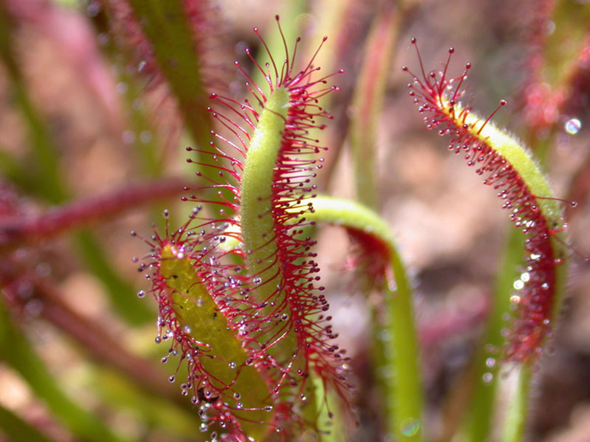 好望角茅膏菜Drosera capensis