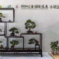2024上海国际花展小微盆景展