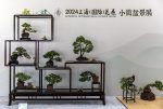 2024上海国际花展小微盆景展