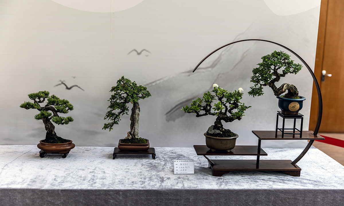 2024上海国际花展小微盆景展