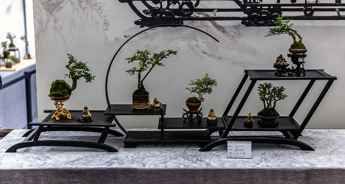 2024上海国际花展小微盆景展