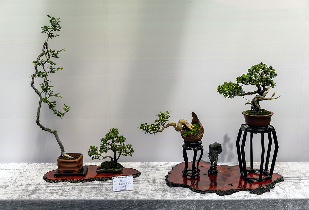 2024上海国际花展小微盆景展