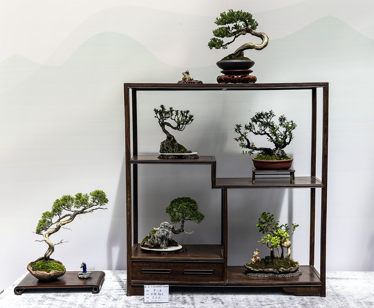 2024上海国际花展小微盆景展