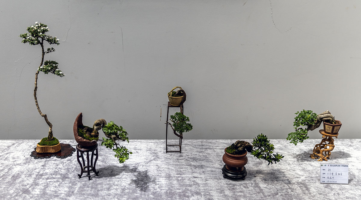 2024上海国际花展小微盆景展