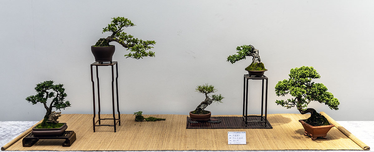 2024上海国际花展小微盆景展
