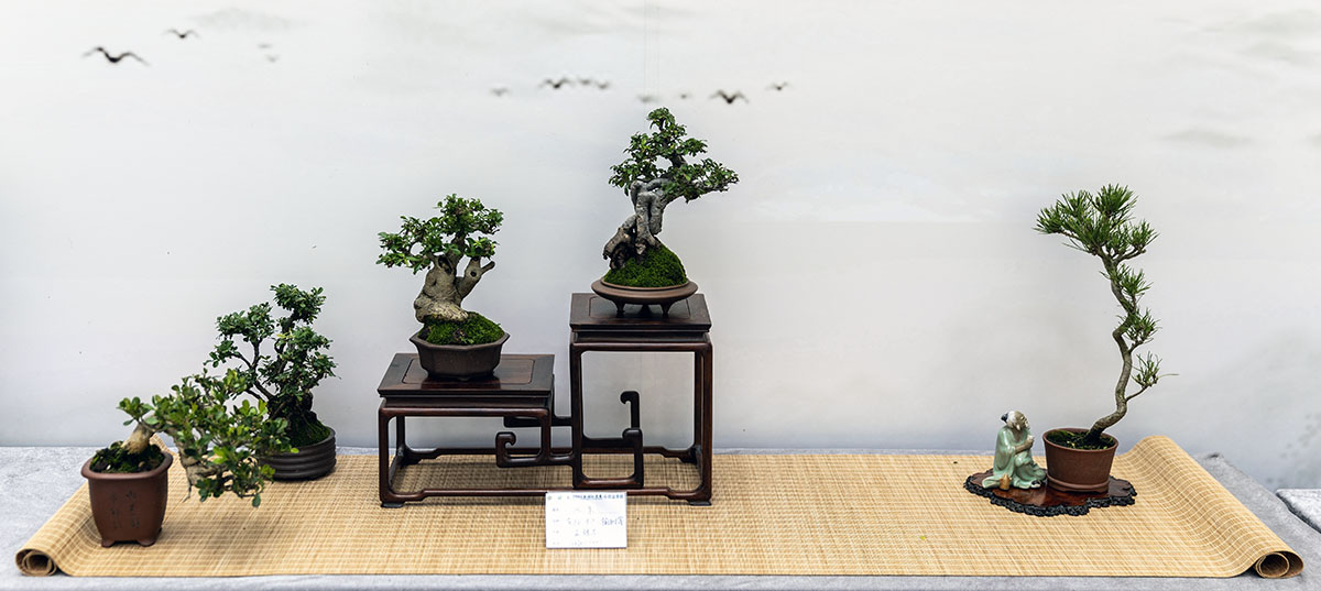 2024上海国际花展小微盆景展