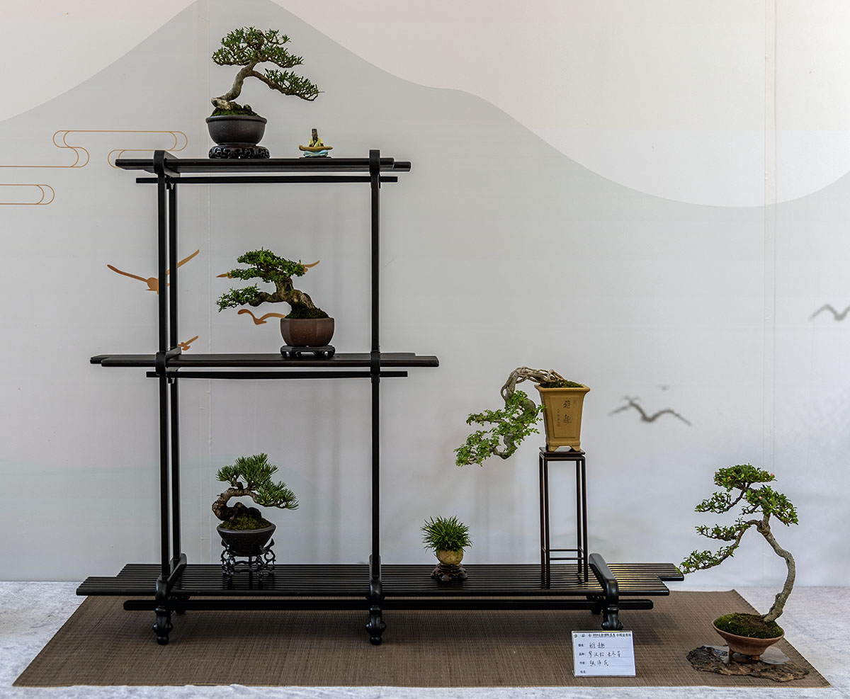 2024上海国际花展小微盆景展