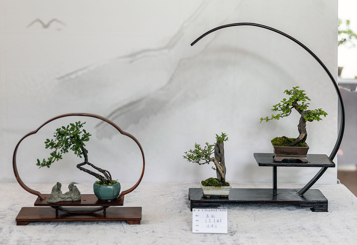 2024上海国际花展小微盆景展