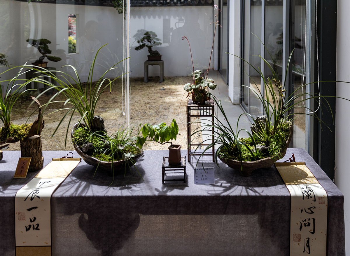 2024上海国际花展小微盆景展