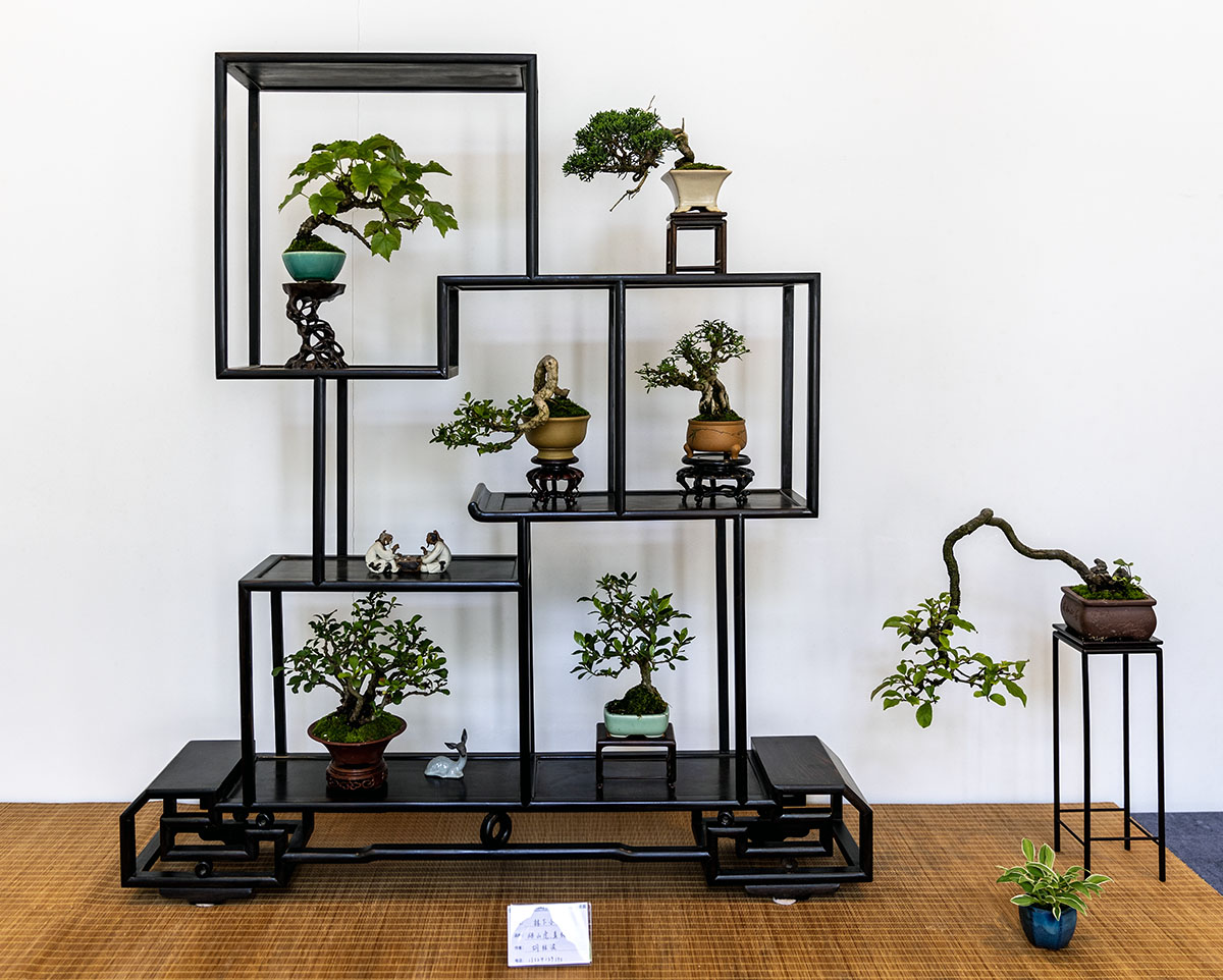 2024上海国际花展小微盆景展