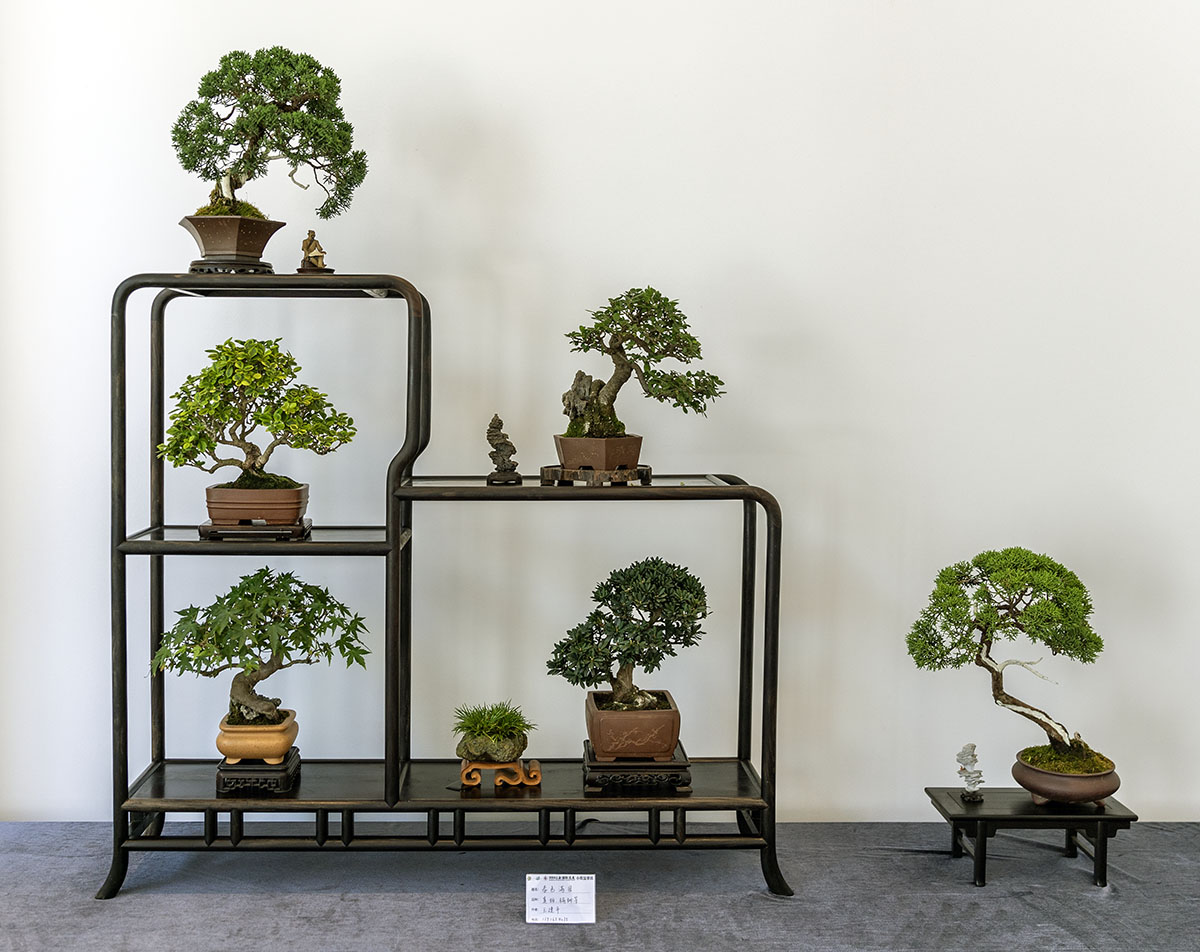 2024上海国际花展小微盆景展